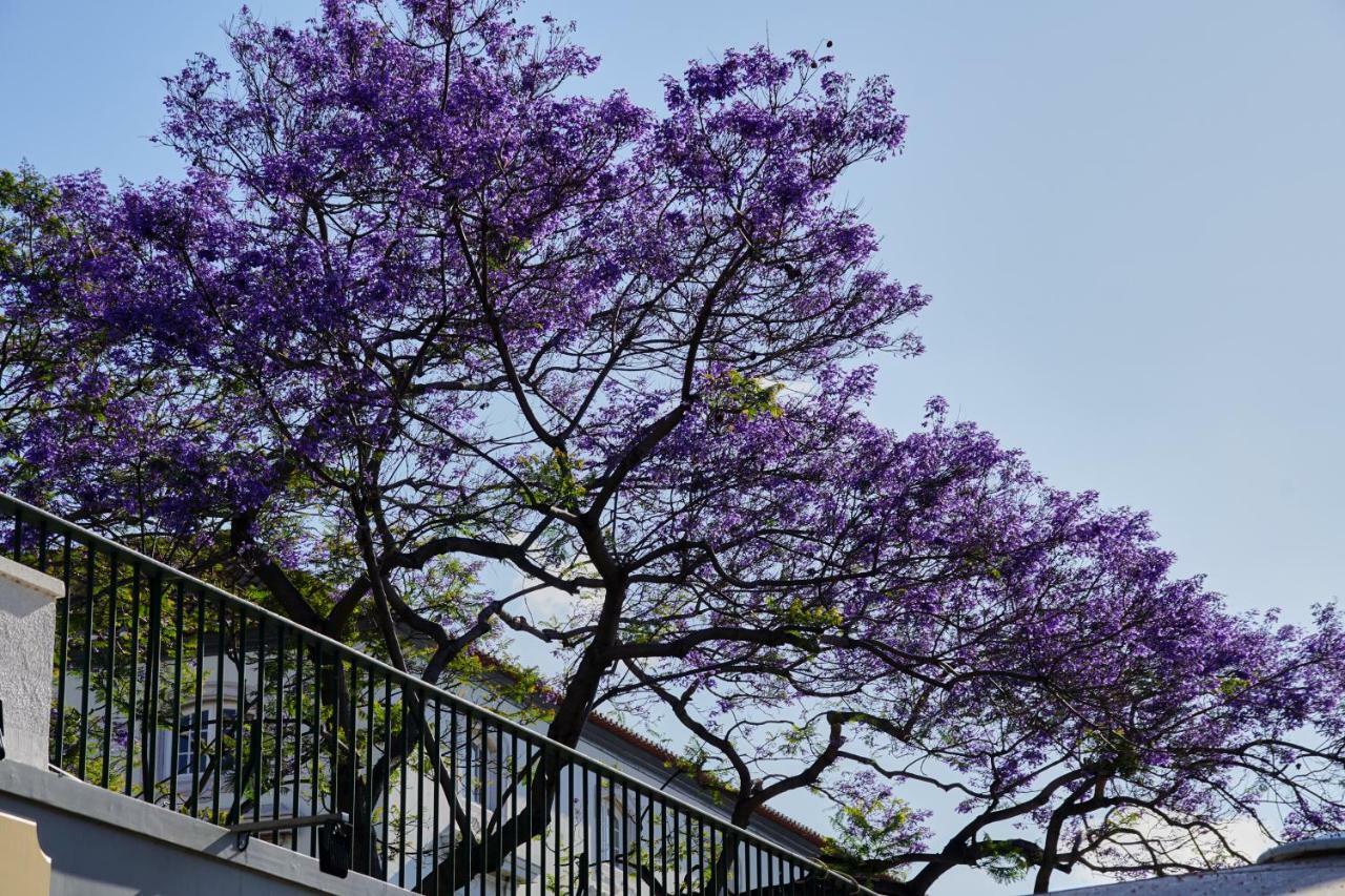 Pimenta Funchal Downtown 아파트 외부 사진